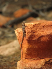 Ctenophorus modestus