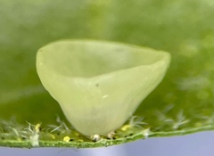 Caryomyia flaticrustum