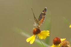 Phyciodes phaon