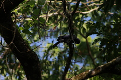 Cyanocorax violaceus