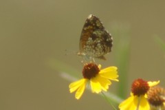 Phyciodes phaon