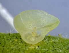 Caryomyia flaticrustum