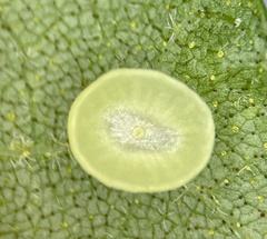 Caryomyia flaticrustum