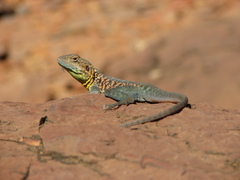 Ctenophorus vadnappa