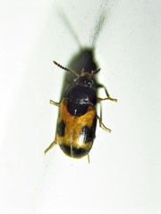 Mycetophagus punctatus