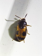Mycetophagus punctatus