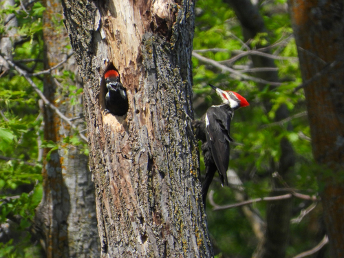 Pileated Woodpecker photographed in North Dakota