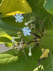 Guettarda speciosa