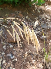 Bromus laevipes