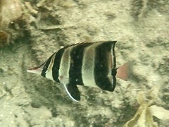 Chelmonops truncatus