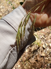 Bromus laevipes