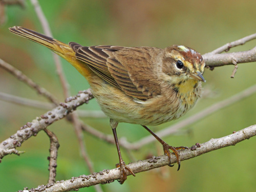 Setophaga palmarum image