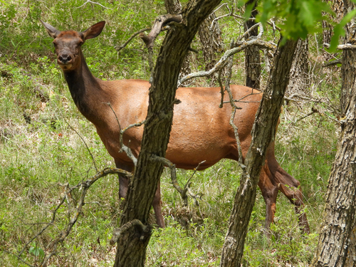 Elk photographed in North Dakota