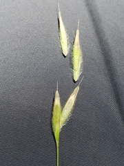 Bromus laevipes