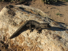 Strophurus intermedius