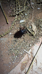 Prionus californicus