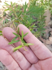 Grevillea phylicoides