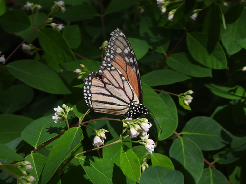 Monarch photographed in North Dakota