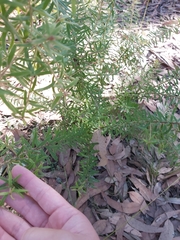 Grevillea phylicoides