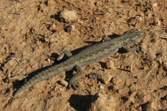 Strophurus intermedius