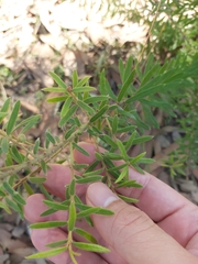 Grevillea phylicoides