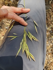 Bromus laevipes