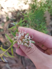 Grevillea phylicoides