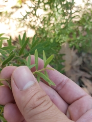 Grevillea phylicoides