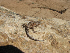 Tympanocryptis petersi