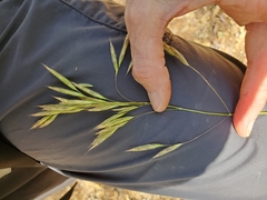 Bromus laevipes