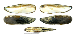 Lanceolaria