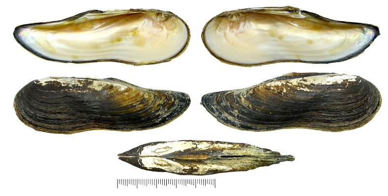Lanceolariini