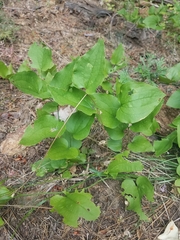 Smilax californica
