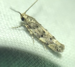 Coleotechnites coniferella