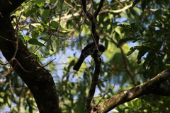 Cyanocorax violaceus