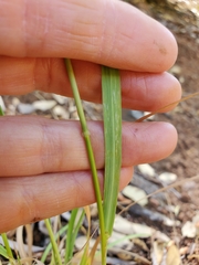 Bromus laevipes