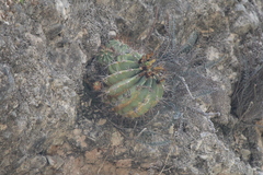 Ferocactus echidne echidne