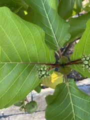Guettarda speciosa