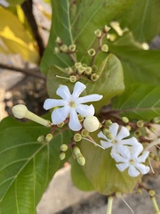 Guettarda speciosa
