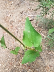 Smilax californica