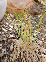 Bromus laevipes