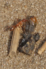 Formica dolosa