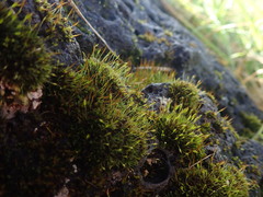 Ptychomitrium australe