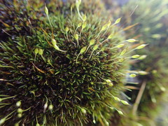 Ptychomitrium australe