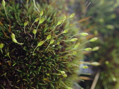 Ptychomitrium australe