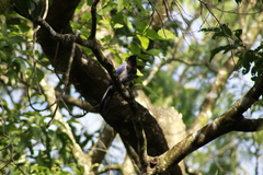 Cyanocorax violaceus