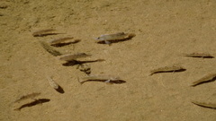 Cyprinodon salinus salinus