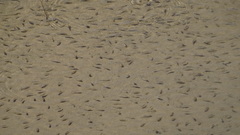 Cyprinodon salinus salinus