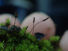 Didymodon torquatus