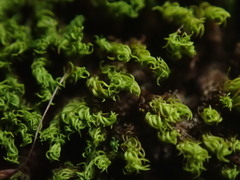 Didymodon torquatus